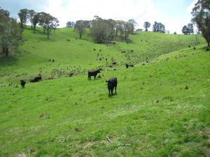 bellbrook autumn2014 001