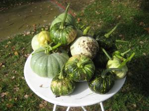 A big year for pumpkins