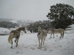 horsesinwinter
