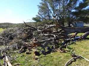 2 days work and 2 years firewood